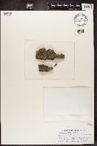 Phaeophyscia nigricans image