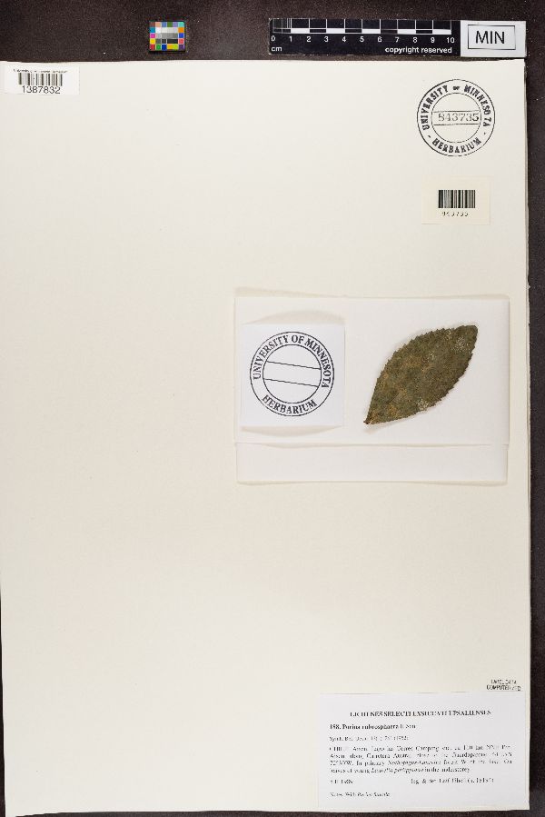 Porina rubrosphaera image