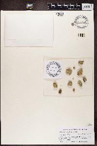 Rhizoplaca chrysoleuca image