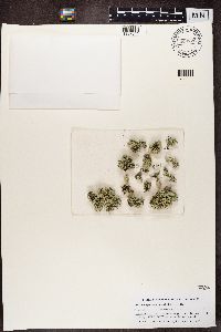 Xanthoparmelia convoluta image