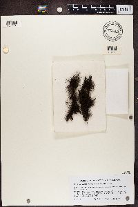 Bryoria simplicior image