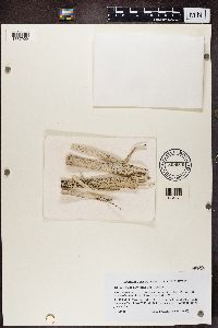 Cliostomum griffithii image