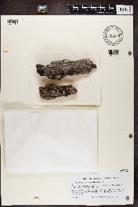 Hyperphyscia syncolla image