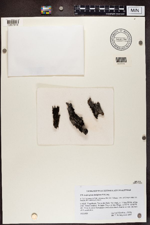 Leptogium decipiens image