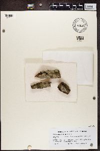 Phlyctis argena image