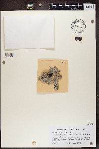 Physconia grisea image