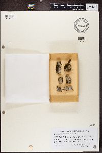 Media resource of Sclerophora pallida