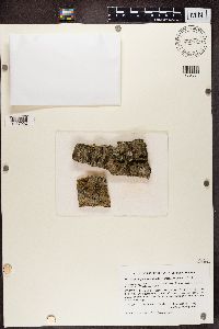 Hyperphyscia adglutinata image