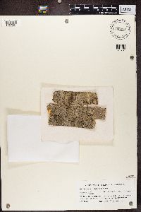 Lecanora argentata image
