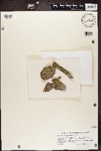 Lecidella euphorea image