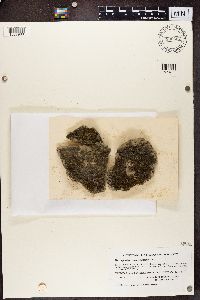 Media resource of Leptogium byssinum