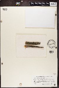 Micarea denigrata image