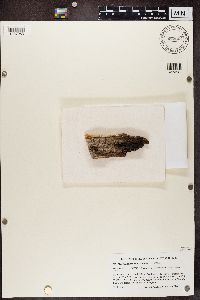 Media resource of Microcalicium arenarium