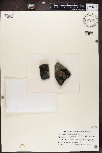Image of Placynthium flabellosum