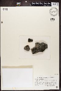 Image of Placynthium rosulans