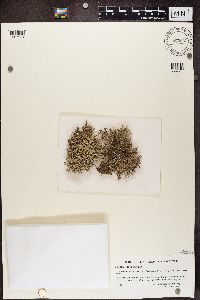Roccella phycopsis image