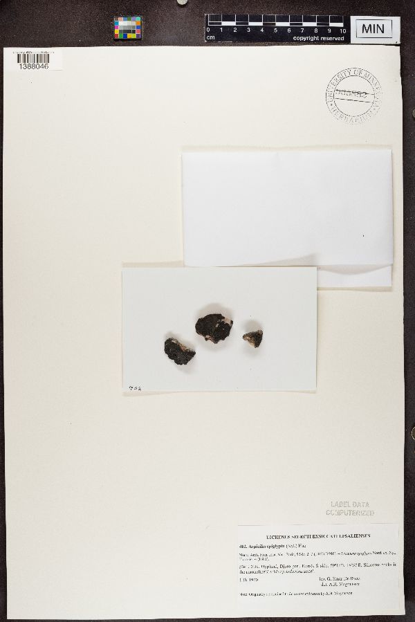 Aspicilia epiglypta image