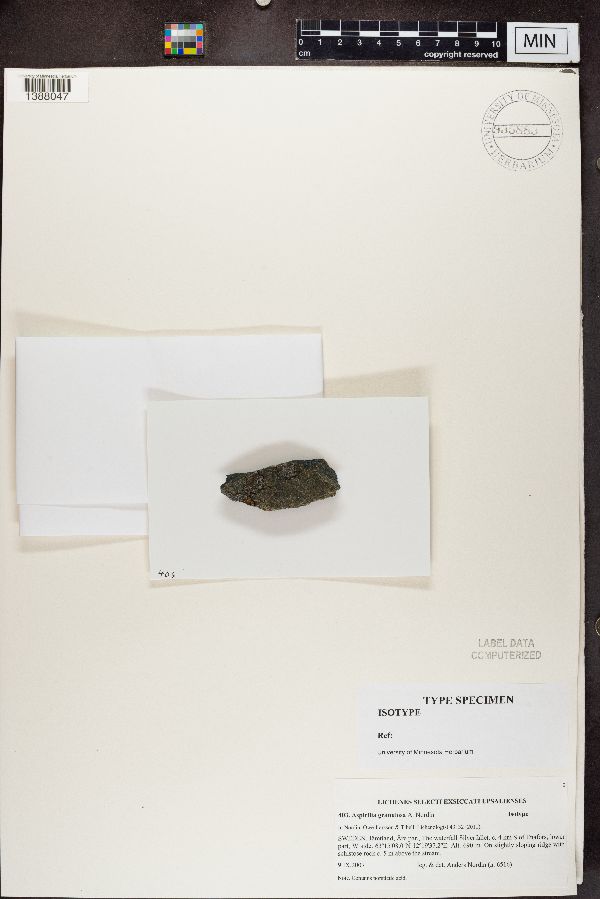 Aspicilia granulosa image