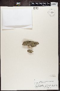 Solitaria chrysophthalma image