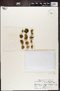 Media resource of Candelariella flava