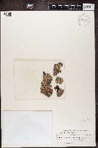 Media resource of Heterodermia corallophora