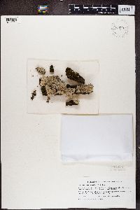 Heterodermia speciosa image