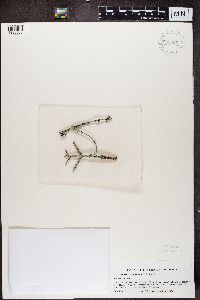 Media resource of Lecanora circumborealis