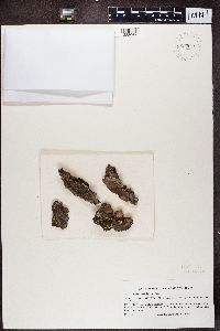 Myriolecis hagenii image