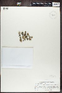 Rhizoplaca chrysoleuca image