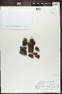Trapeliopsis granulosa image