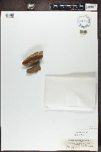 Chaenotheca trichialis image