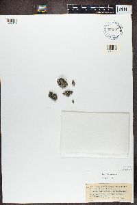 Physcia caesia image