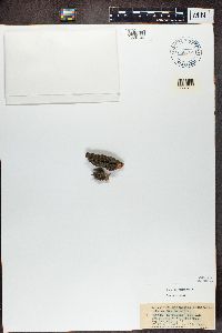 Phaeophyscia nigricans image