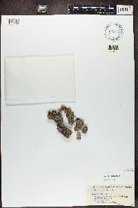 Physcia aipolia image