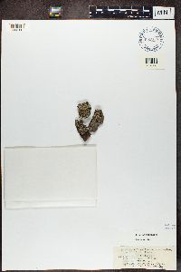 Phaeophyscia orbicularis image