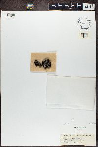 Media resource of Physcia bayeri