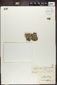 Cladonia cristatella image