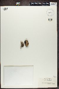 Cladonia verticillata image