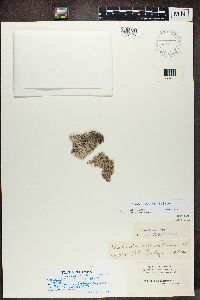 Cladonia rangiferina image