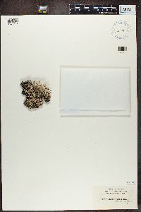 Cladonia verticillata image