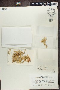 Ramalina complanata image