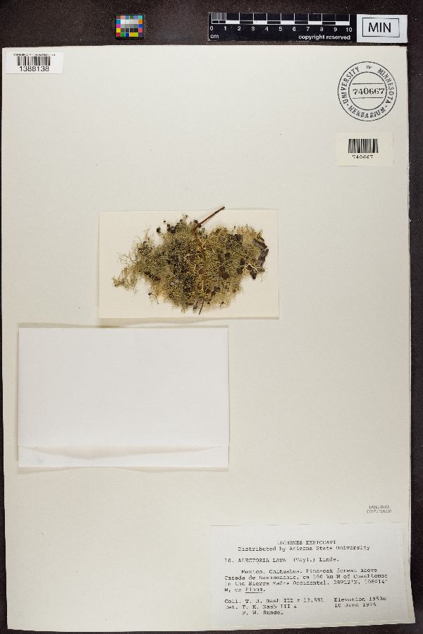 Alectoria lata image