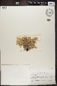 Pseudevernia intensa image