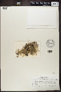 Pseudevernia consocians image