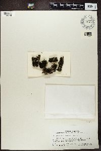 Collema nigrescens image