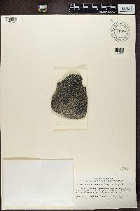 Rhizocarpon disporum image