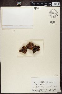 Solorina crocea image