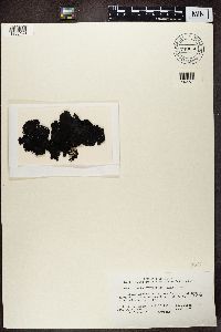 Umbilicaria hyperborea image