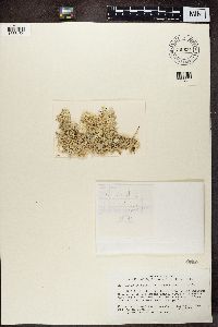 Cladonia stellaris image