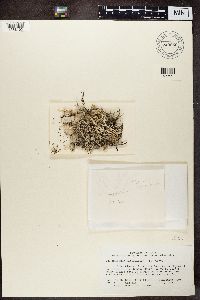 Cladonia rangiferina image
